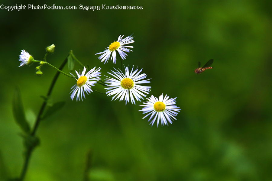 Daisies, Daisy, Flower, Plant, Aster, Blossom, Asteraceae