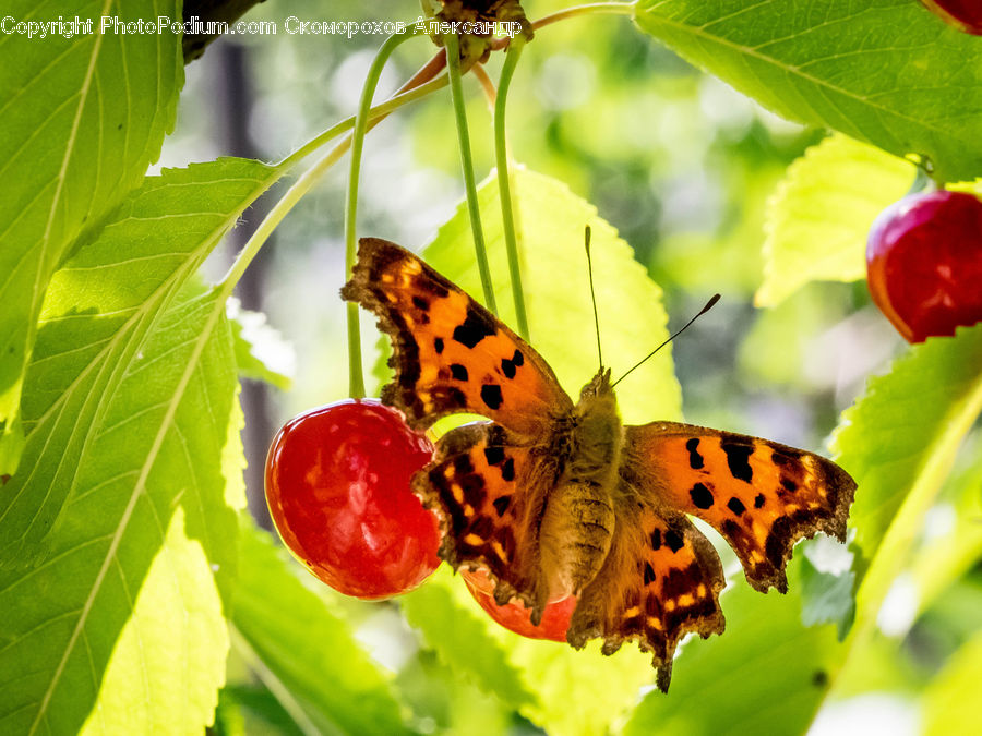 Butterfly, Insect, Invertebrate, Animal, Mammal, Tiger, Cherry