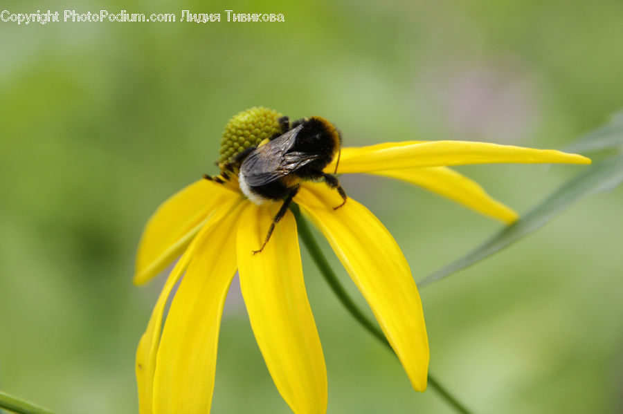 Andrena, Apidae, Bee, Bumblebee, Honey Bee, Insect, Invertebrate