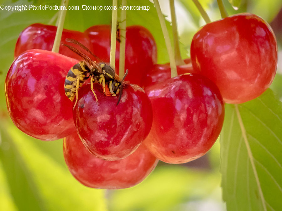 Cherry, Fruit, Bee, Hornet, Insect, Invertebrate, Wasp