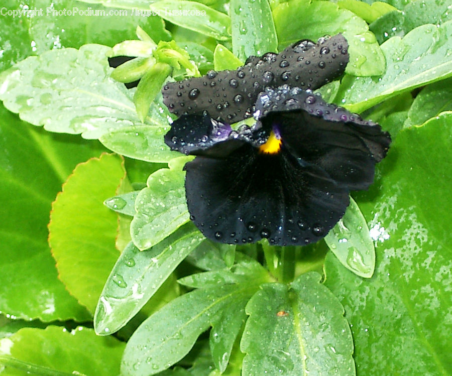 Bird, Blackbird, Butterfly, Insect, Invertebrate, Plant, Apidae