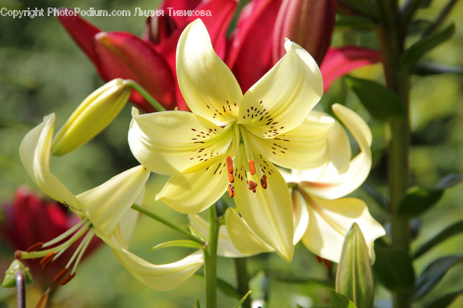 Flora, Flower, Lily, Plant, Blossom, Aquilegia, Gladiolus