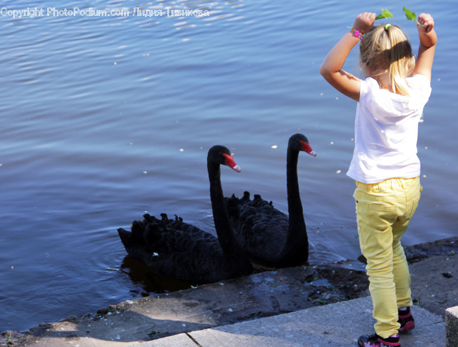 Bird, Black Swan, Swan, Waterfowl, Human, People, Person