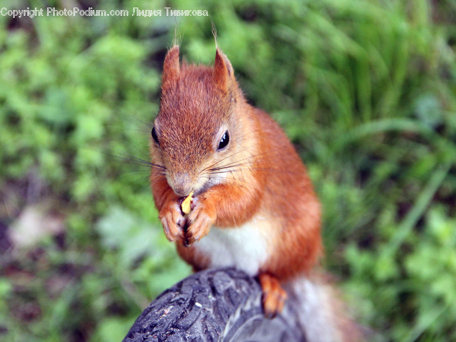 Animal, Mammal, Rodent, Squirrel, Field, Grass, Grassland