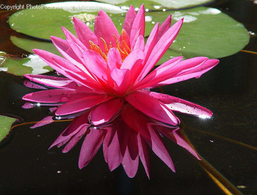 Flower, Lily, Plant, Pond Lily, Blossom, Flora, Dahlia