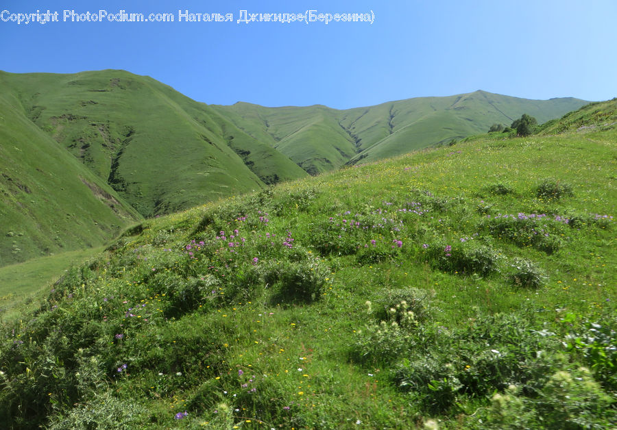 Field, Grass, Grassland, Land, Outdoors, Countryside, Hill