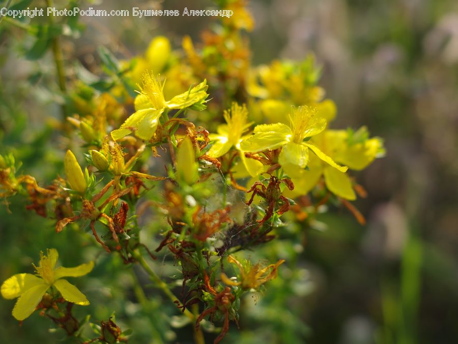 Plant, Blossom, Flora, Flower, Bush, Vegetation, Conifer