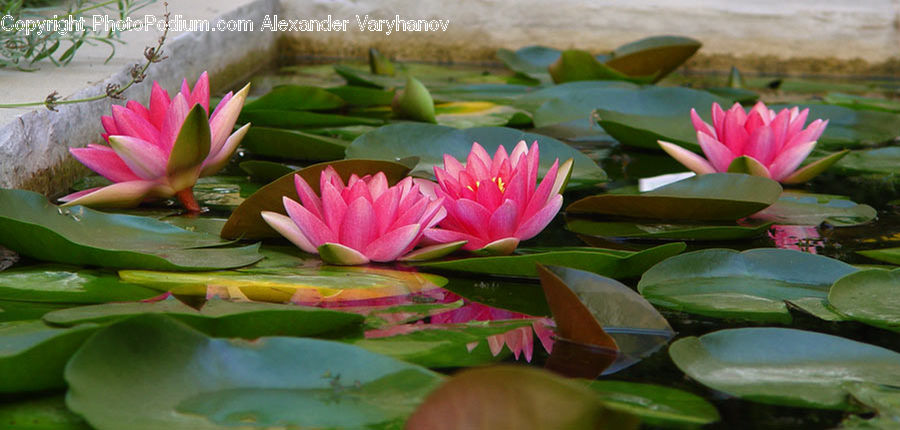 Flower, Lily, Plant, Pond Lily, Cactus, Blossom, Flora