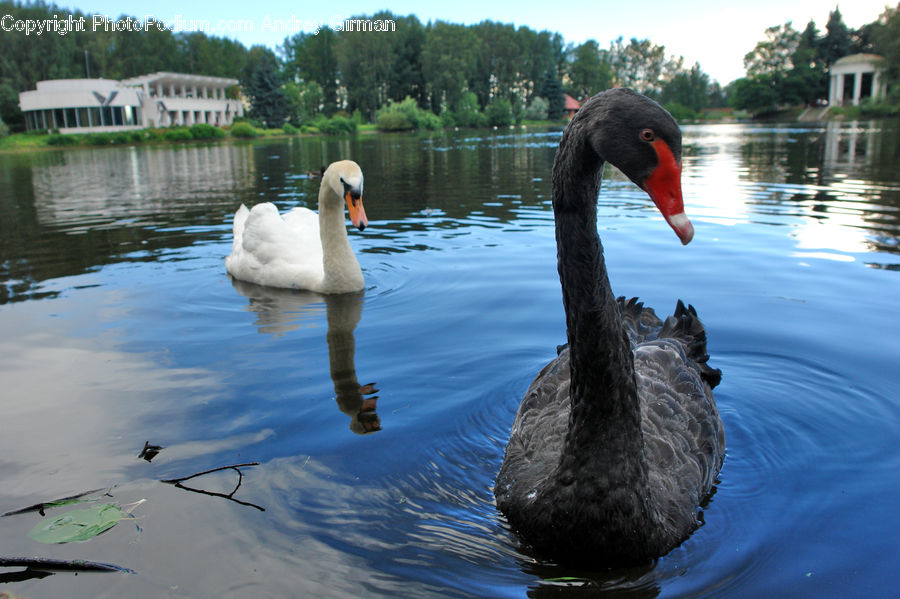 Bird, Black Swan, Swan, Waterfowl, Swallow, Beak, Goose