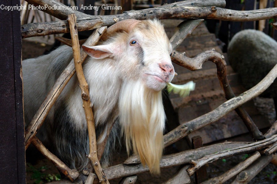 Animal, Goat, Mammal, Mountain Goat, Banister, Handrail