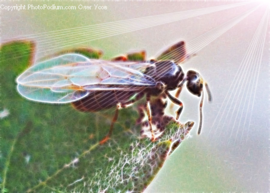 Bee, Hornet, Insect, Invertebrate, Wasp, Anisoptera, Dragonfly