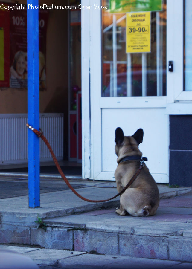 Animal, Bulldog, Canine, Dog, French Bulldog, Mammal, Pet