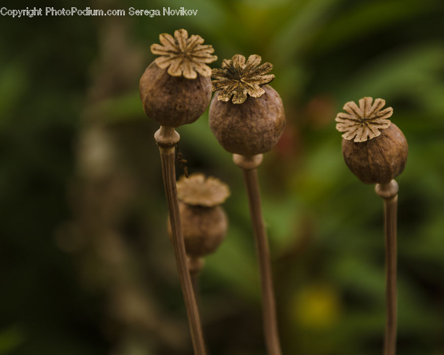 Plant, Weed, Acorn, Seed, Bud, Blossom, Flora