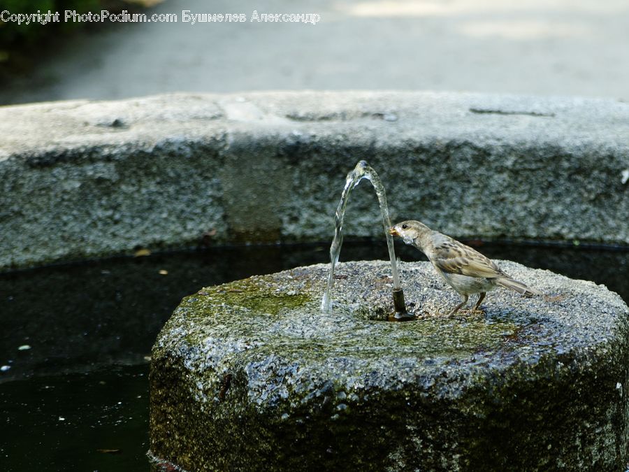 Bird, Finch, Cricket Insect, Grasshopper, Insect, Anthus, Sparrow