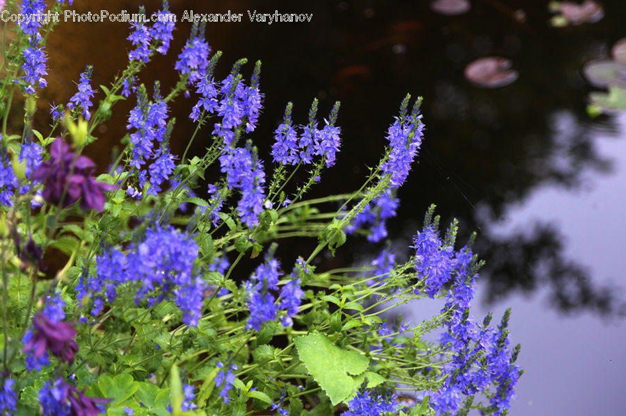 Blossom, Flora, Flower, Geranium, Plant, Iris, Violet