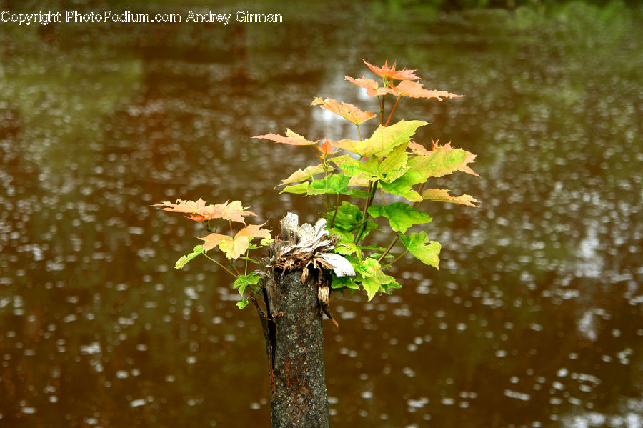 Birch, Tree, Wood, Land, Marsh, Pond, Swamp