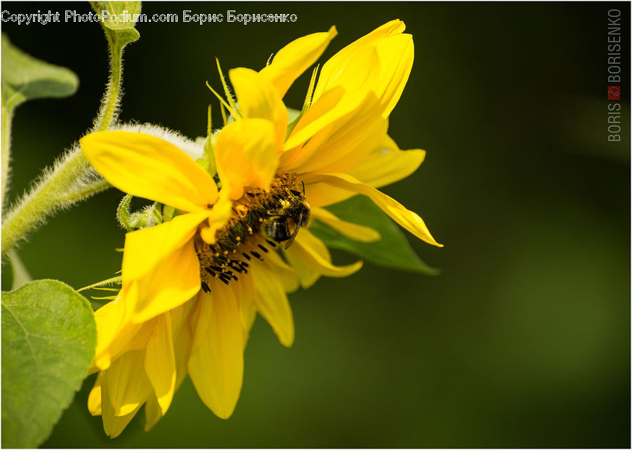 Blossom, Flora, Flower, Plant, Sunflower, Bee, Insect