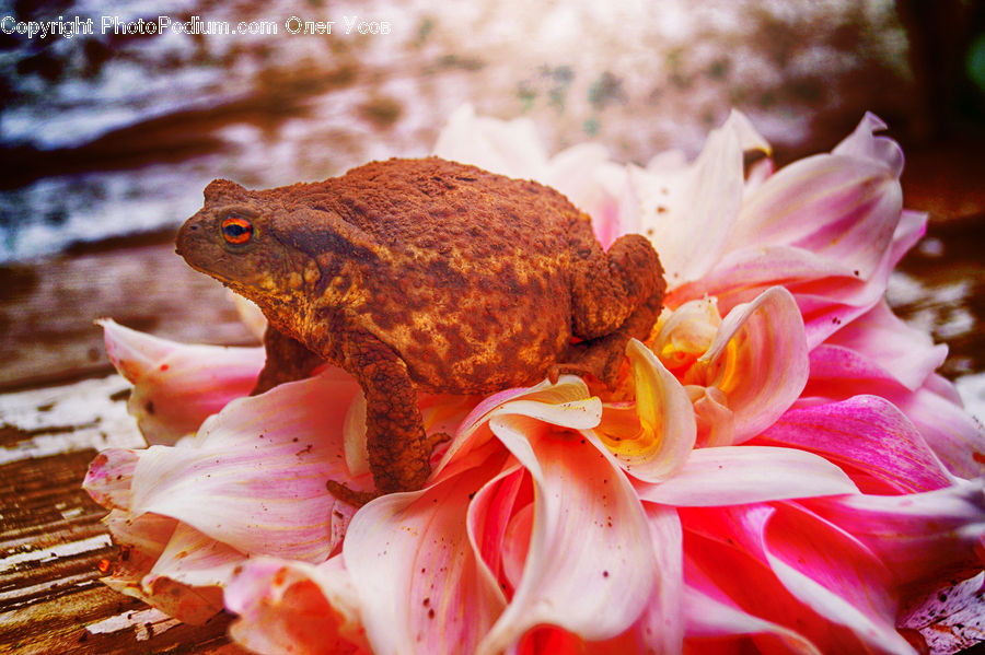 Amphibian, Frog, Wildlife, Outdoors, Sea, Water, Blossom