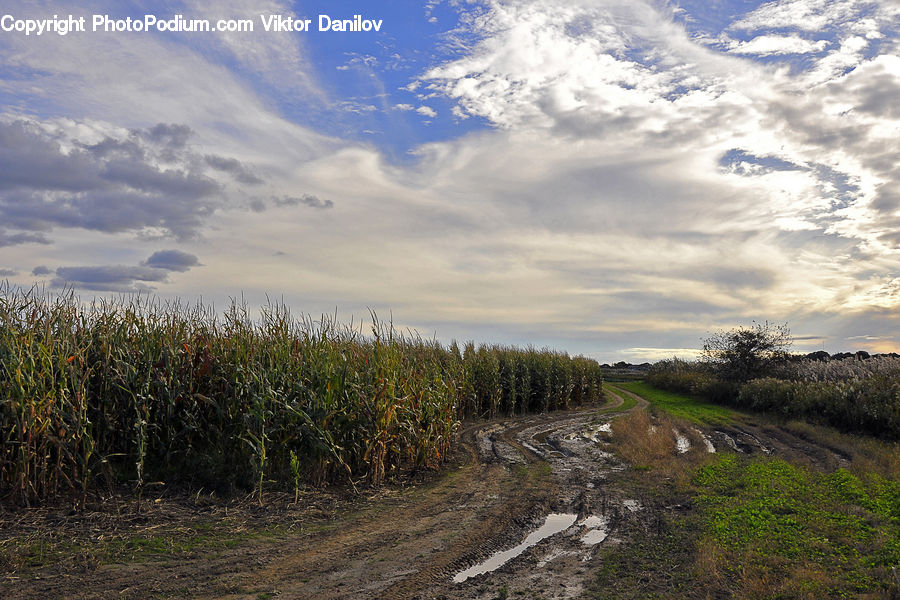 Dirt Road, Gravel, Road, Field, Grass, Grassland, Plant