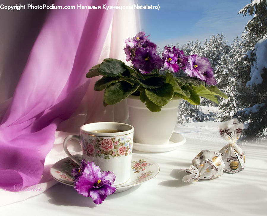 Plant, Potted Plant, Coffee Cup, Cup, Blossom, Flower, Lilac