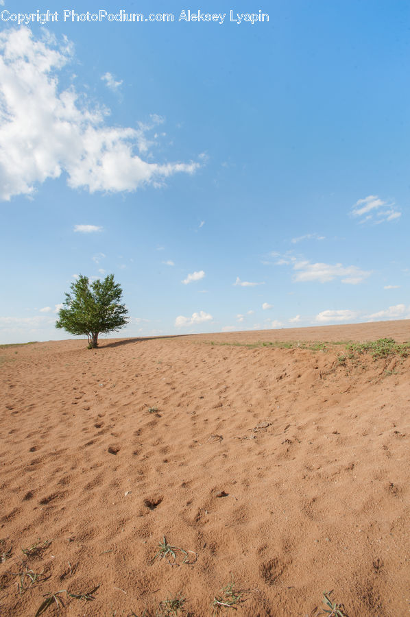 Soil, Plant, Tree, Desert, Outdoors, Dune, Sand