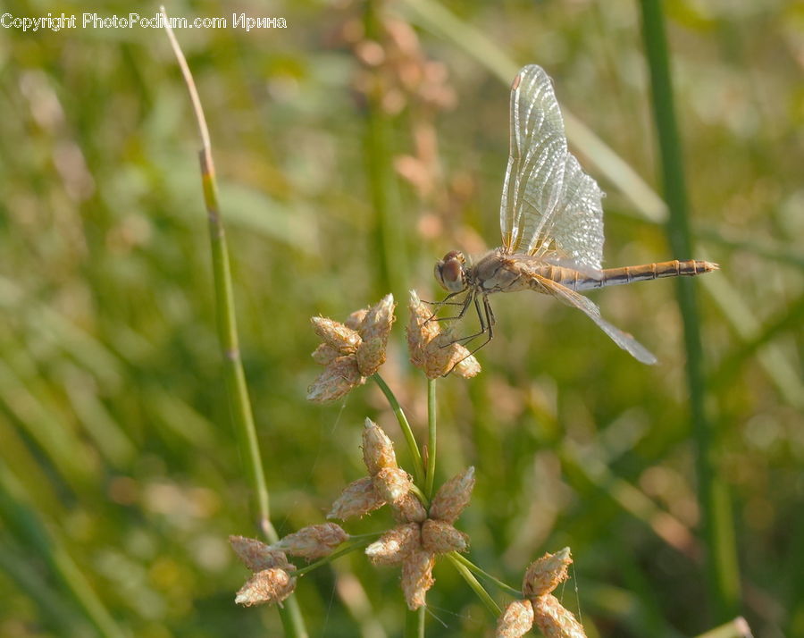 Anisoptera, Dragonfly, Insect, Invertebrate, Field, Grass, Grassland