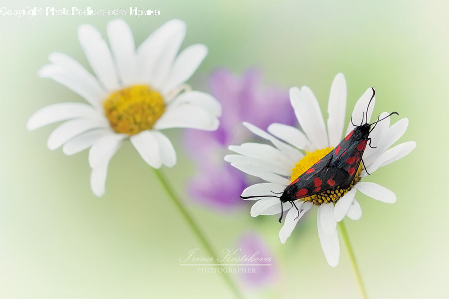 Butterfly, Insect, Invertebrate, Daisies, Daisy, Flower, Plant