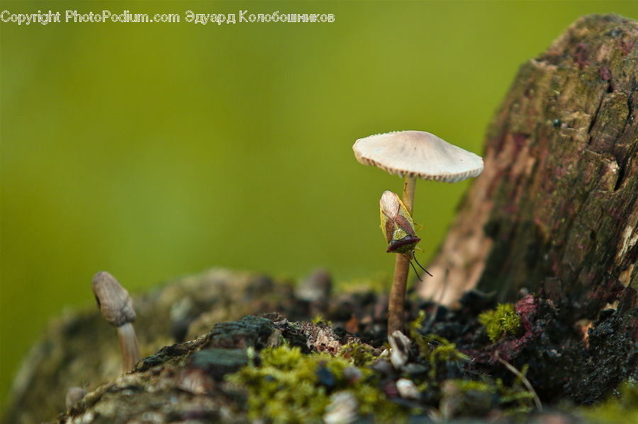 Agaric, Amanita, Fungus, Mushroom, Plant, Moss, Conifer