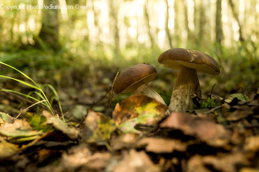 Agaric, Amanita, Fungus, Mushroom, Plant, Potted Plant, Moss