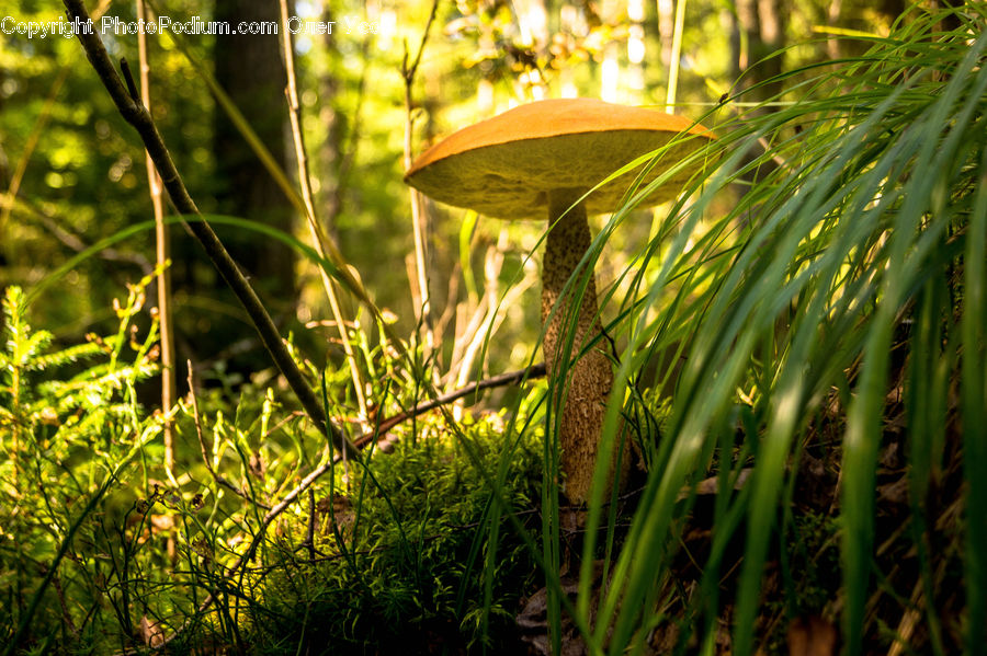 Field, Grass, Grassland, Plant, Grain, Wheat, Fern