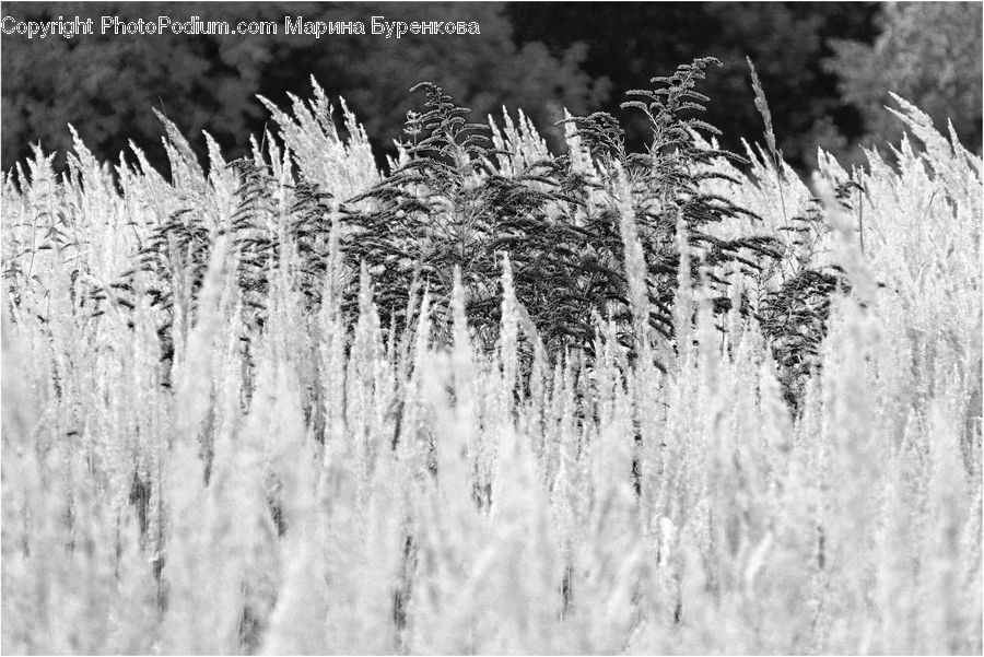 Frost, Ice, Outdoors, Snow, Grass, Plant, Reed