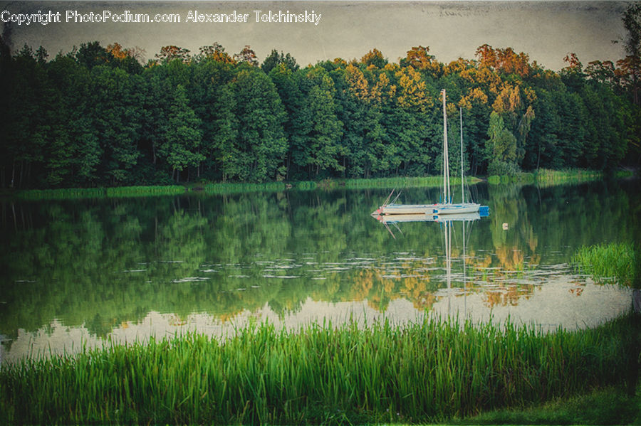Boat, Dinghy, Outdoors, Pond, Water, Conifer, Fir