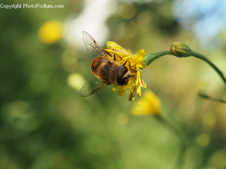 Bee, Insect, Invertebrate, Hornet, Wasp, Apidae, Bumblebee