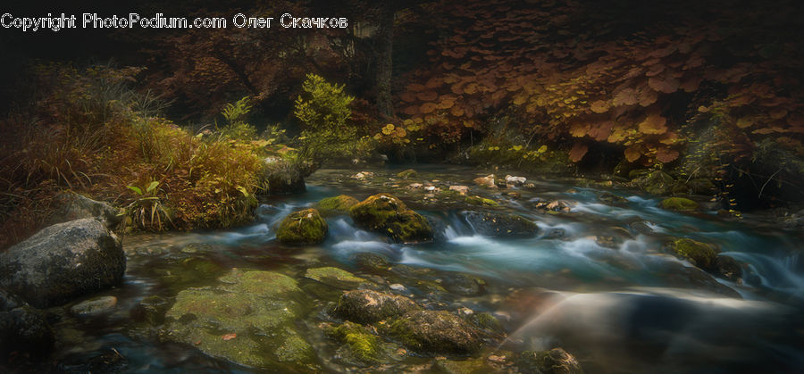 Creek, Outdoors, River, Stream, Water, Forest, Jungle