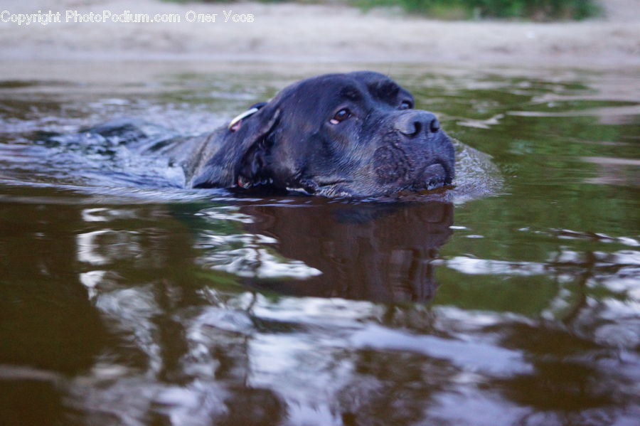 Animal, Canine, Dog, Mammal, Newfoundland, Pet