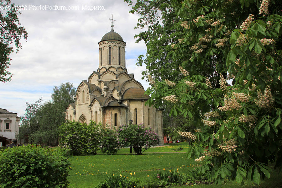 Architecture, Bell Tower, Clock Tower, Tower, Conifer, Fir, Plant