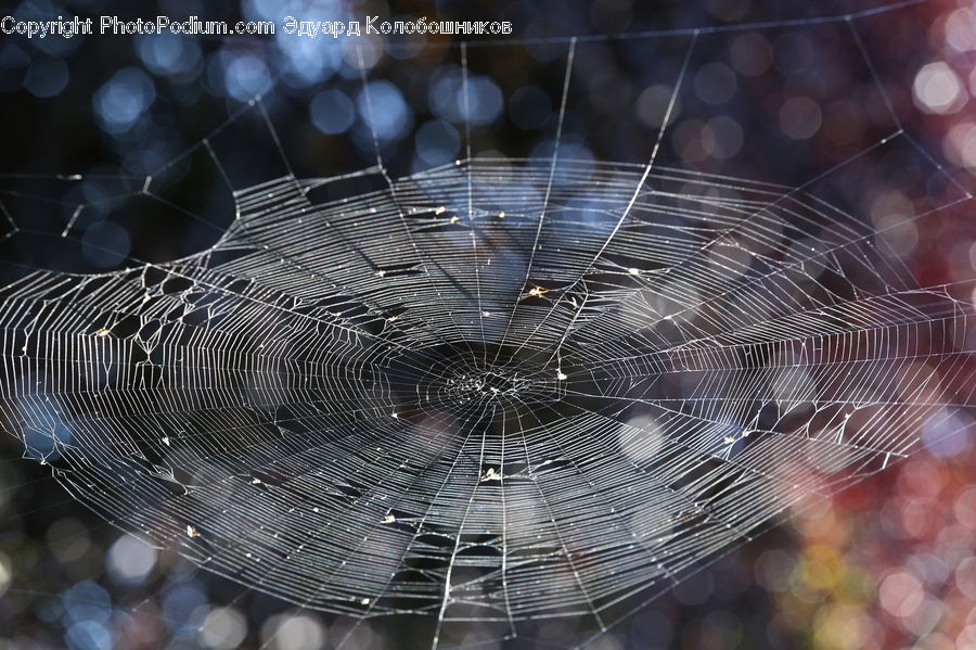 Insect, Spider Web, Arachnid, Garden Spider, Invertebrate, Spider, Lighting