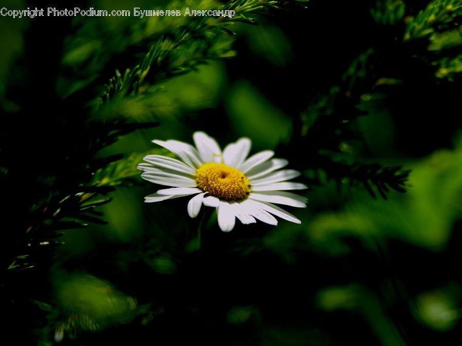 Daisies, Daisy, Flower, Plant, Asteraceae, Blossom, Flora