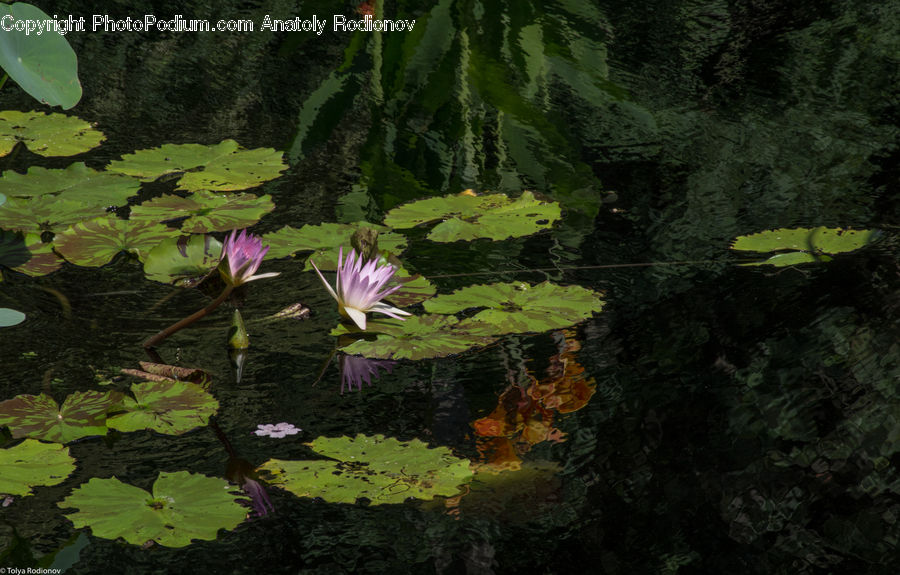 Flower, Lily, Plant, Pond Lily, Outdoors, Pond, Water