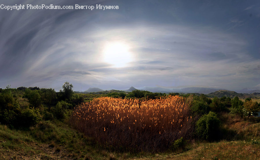 Field, Grass, Grassland, Land, Outdoors, Dirt Road, Gravel