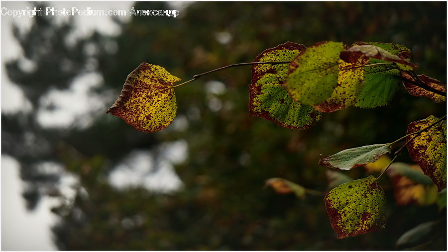 Acorn, Plant, Seed, Blossom, Flora, Flower, Fern