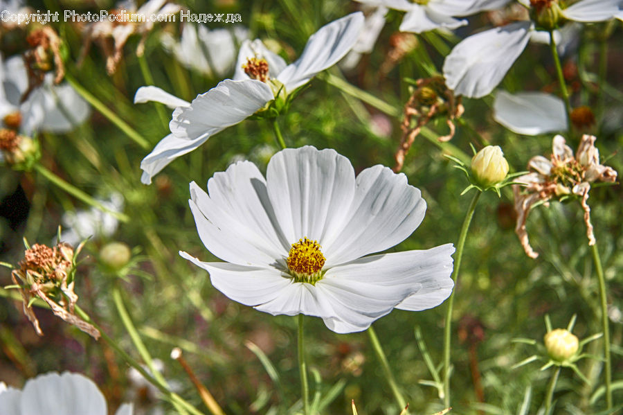 Cosmos, Flora, Pollen, Flower, Hibiscus, Plant, Poppy