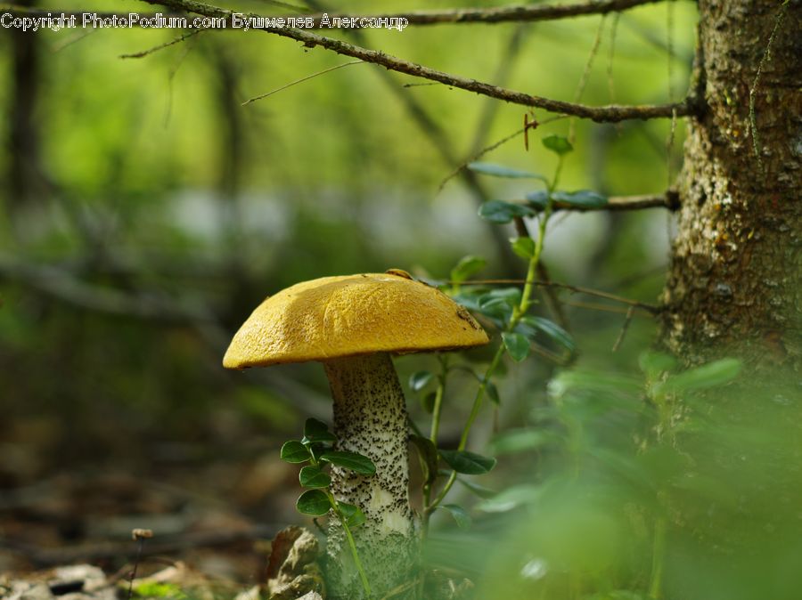 Agaric, Amanita, Fungus, Mushroom, Plant, Blossom, Flora