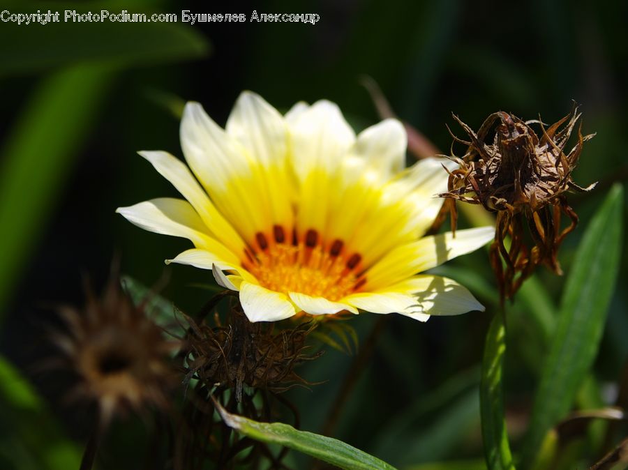 Arachnid, Garden Spider, Insect, Invertebrate, Spider, Asteraceae, Blossom