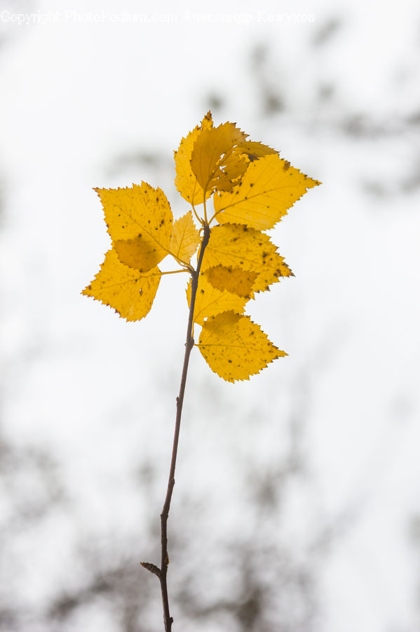 Maple, Maple Leaf, Plant, Leaf, Blossom, Flora, Flower