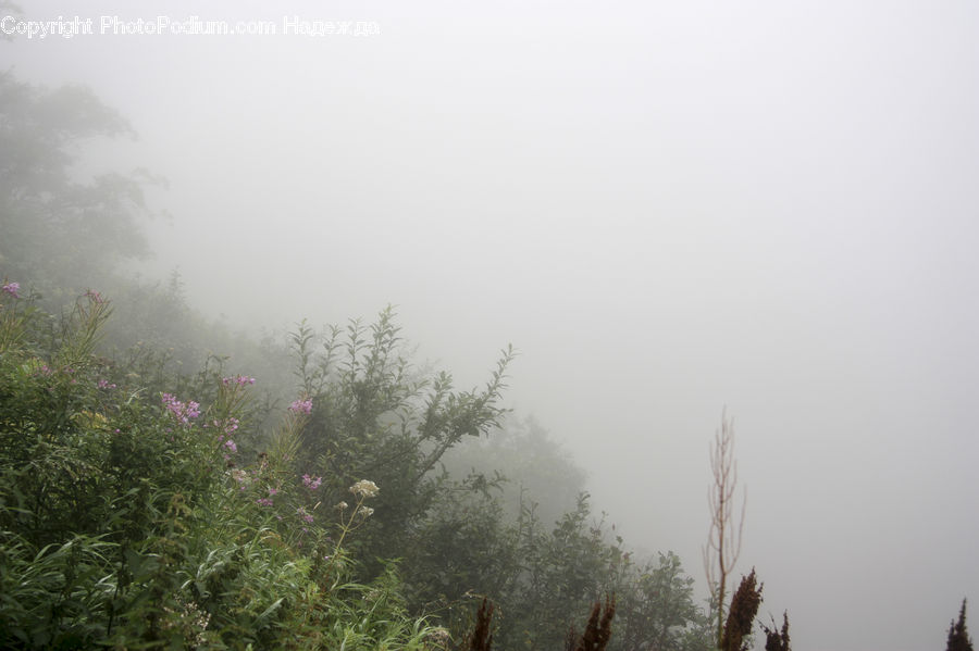 Fog, Mist, Outdoors, Bush, Plant, Vegetation, Cosmos