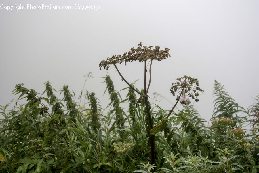 Apiaceae, Blossom, Plant, Weed, Field, Grass, Grassland