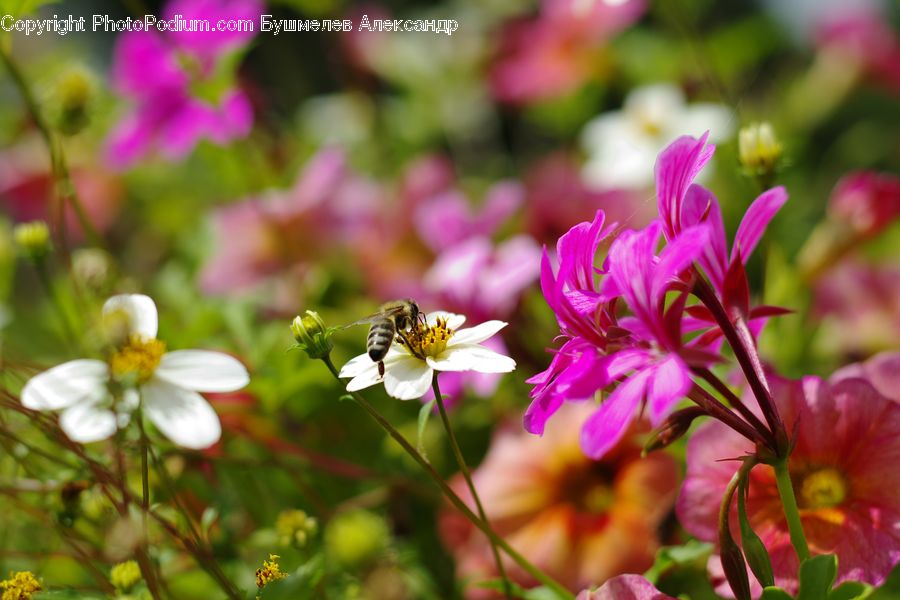 Blossom, Flora, Flower, Geranium, Plant, Bee, Insect