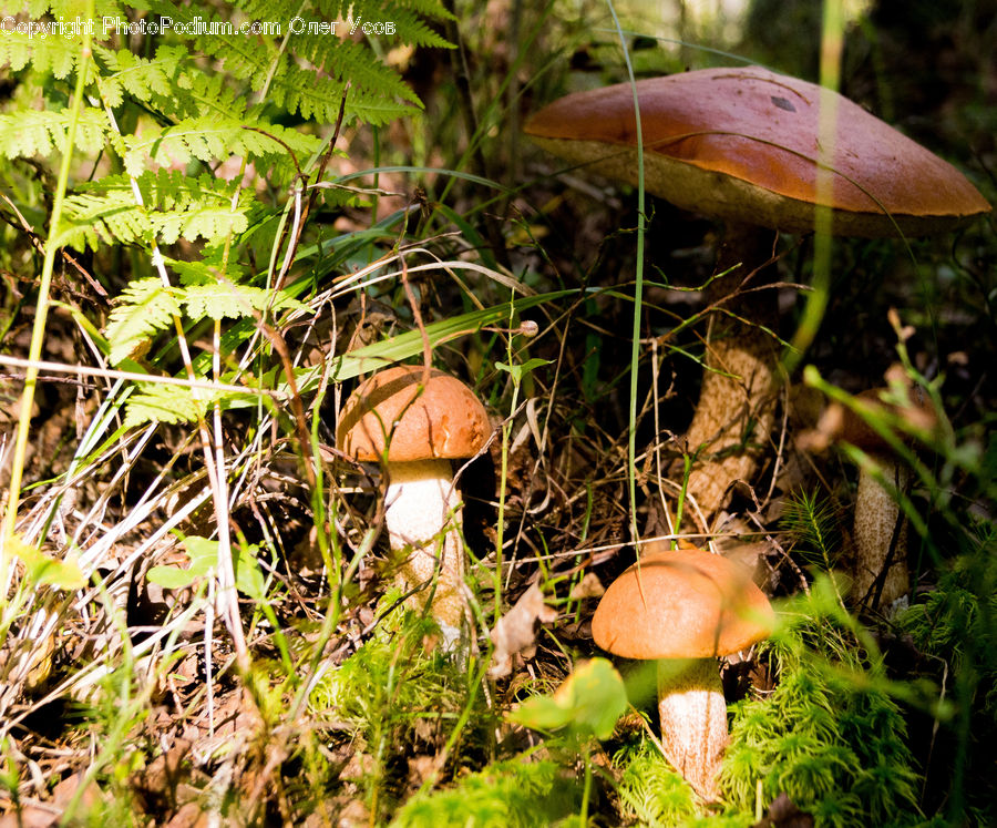 Agaric, Amanita, Fungus, Mushroom, Plant