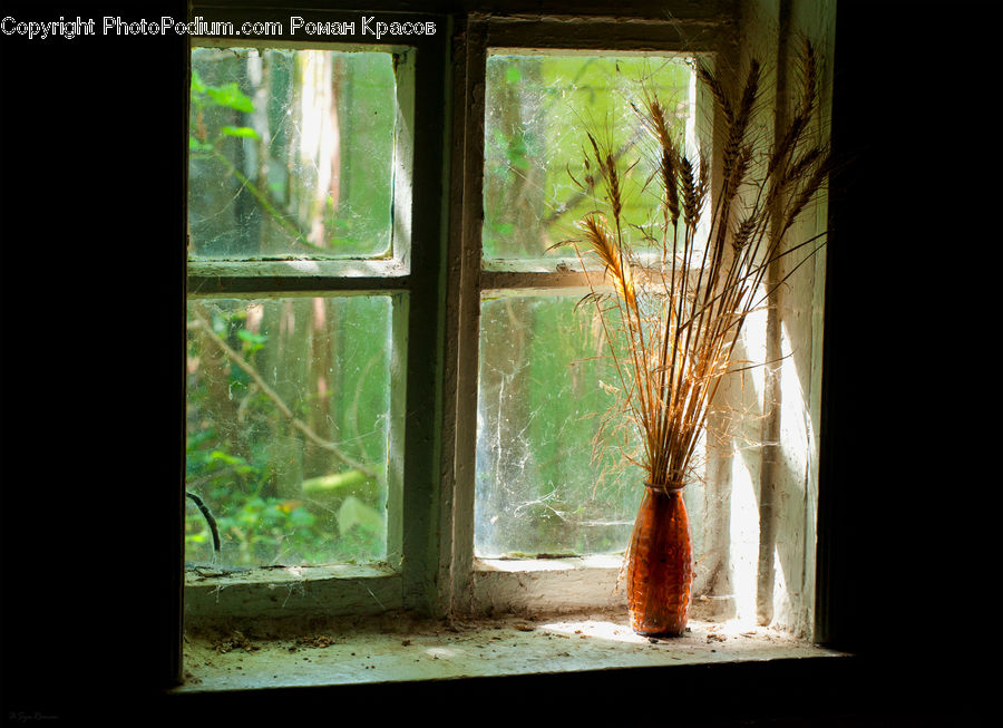 Window, Curtain, Home Decor, Birch, Tree, Wood, Palm Tree